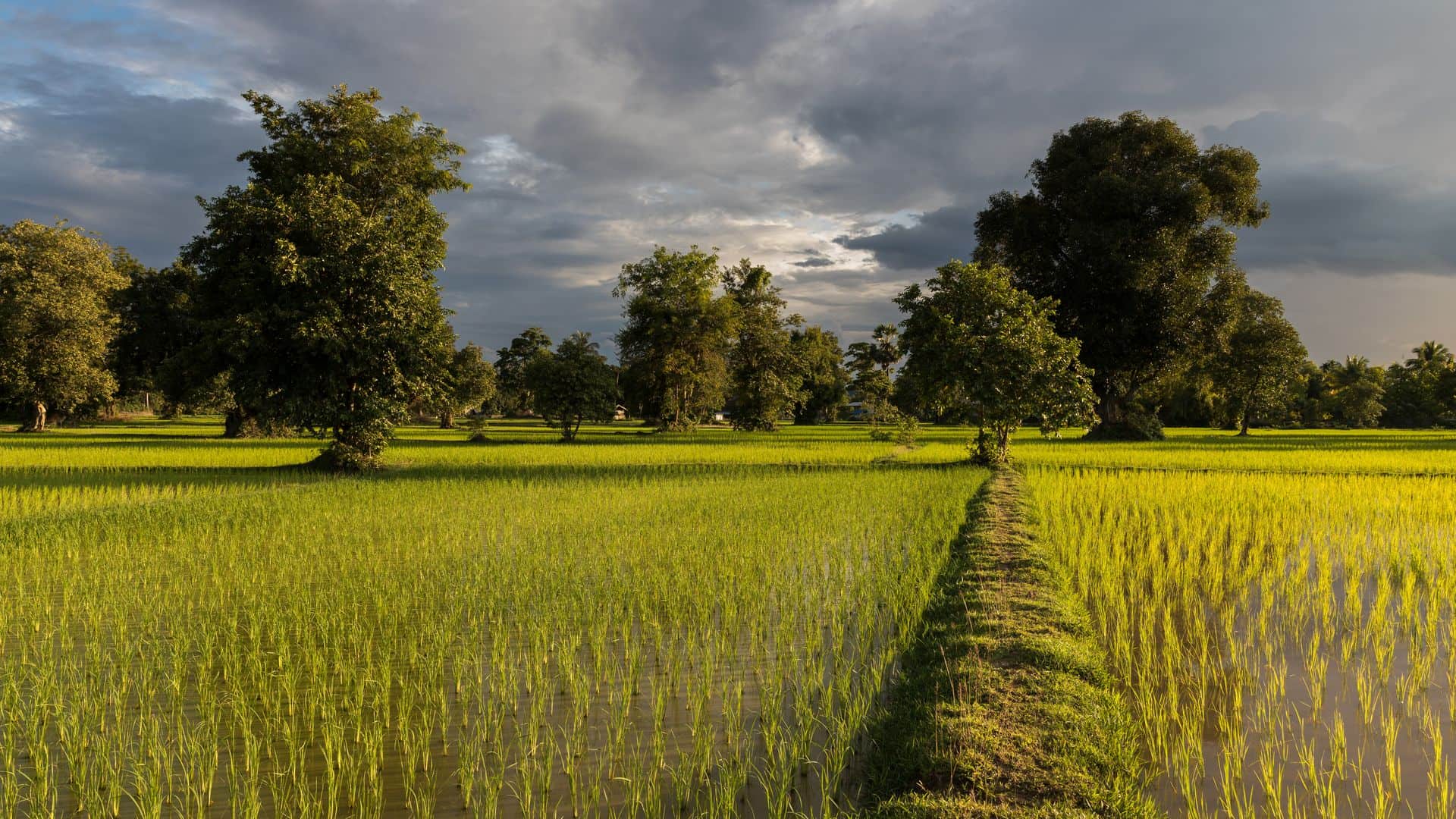 ການເຊົ່າທີ່ດິນຢູ່ ສປປ ລາວ ແທ້ຈິງແລ້ວດຳເນີນໄປແນວໃດ