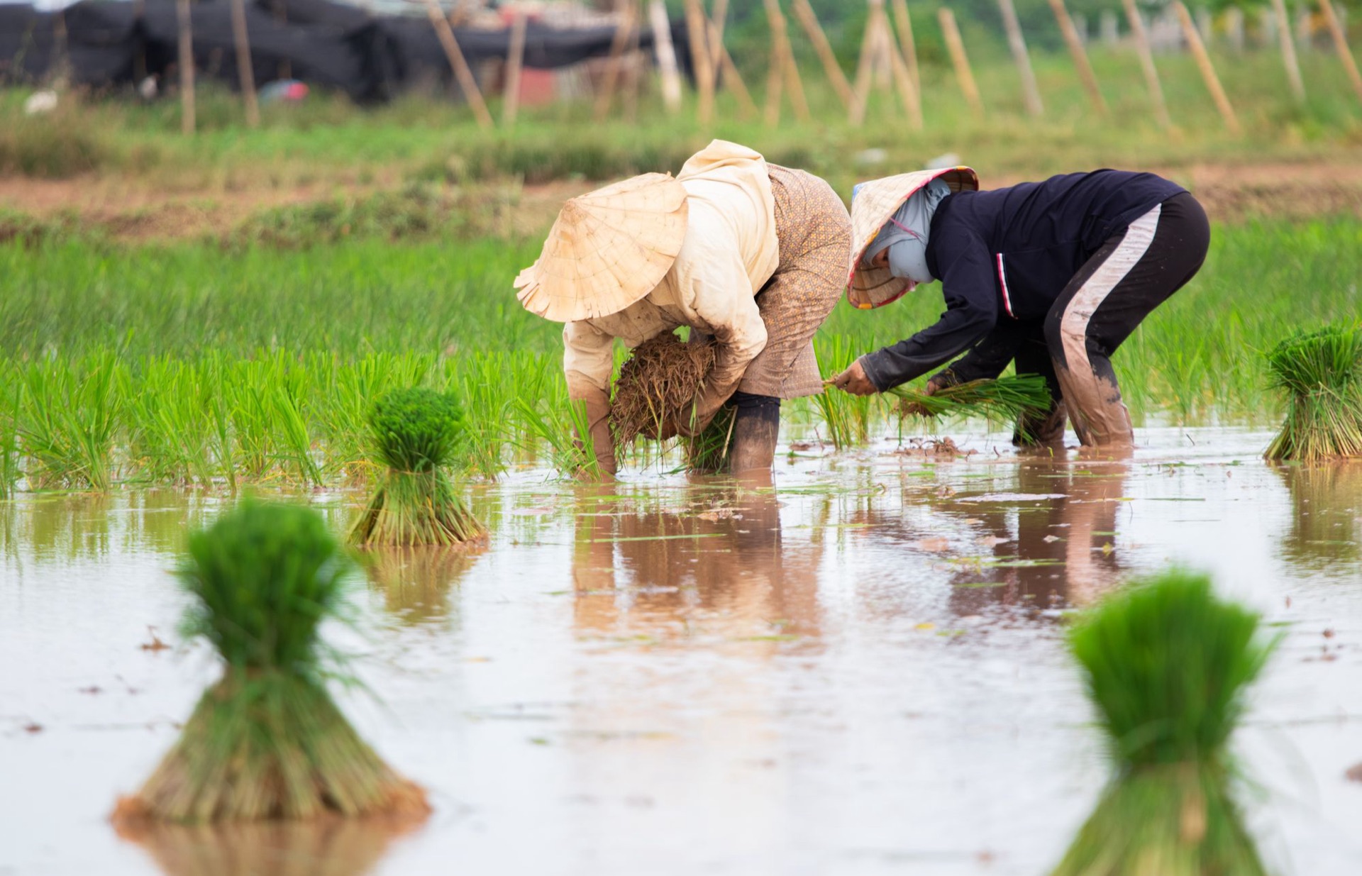 Checking a parcel of Lao land in person, where the plan on paper meets the ground