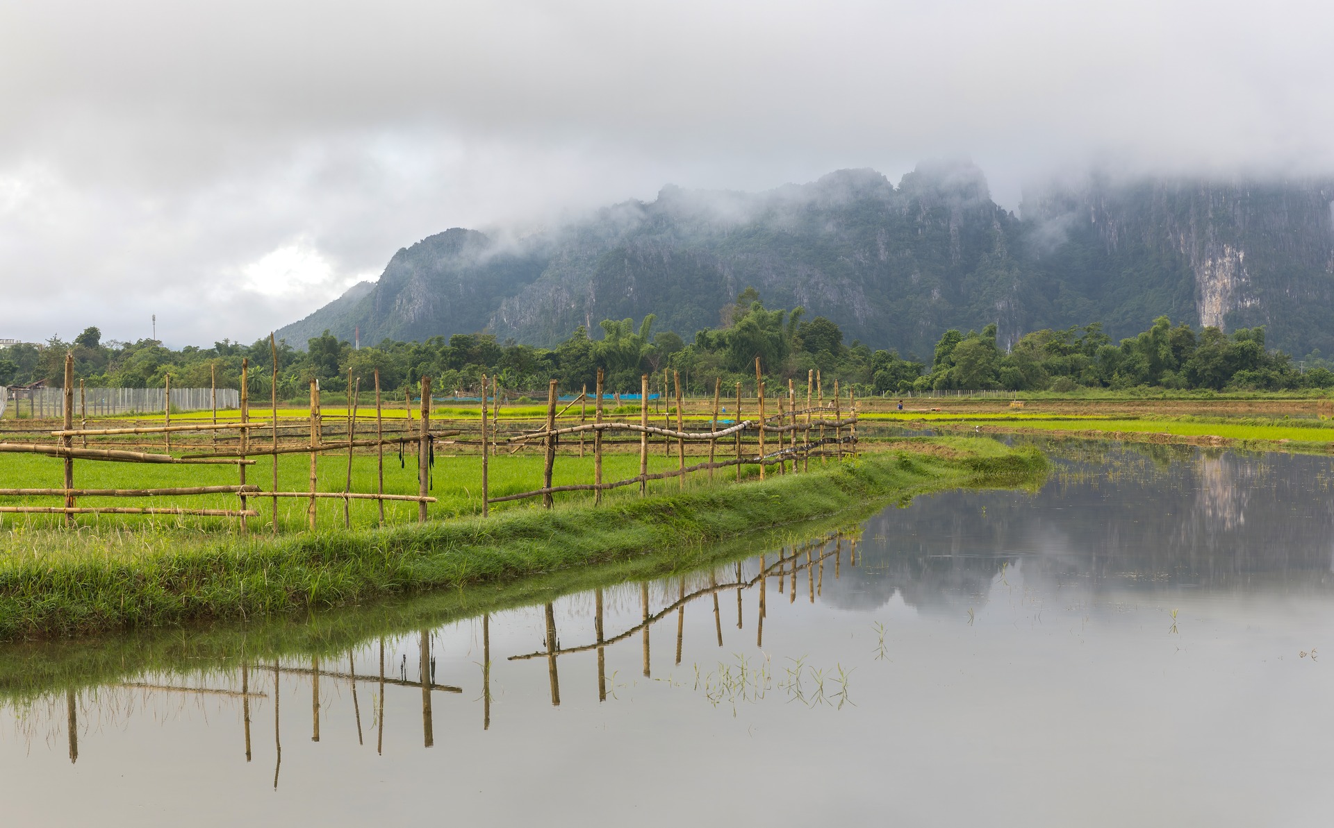Hàng rào tre đánh dấu ranh giới một thửa ruộng gần Vang Vieng trong buổi sáng sương mù